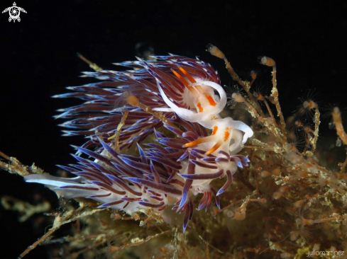 A Cratena peregrina