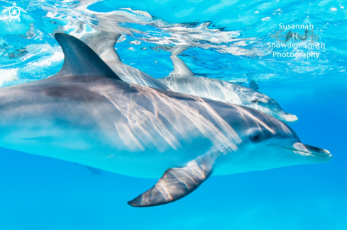 A Stenella frontalis | Spotted Dolphins