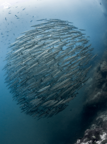 A Sphyraena qenie   | Chevron Barracuda