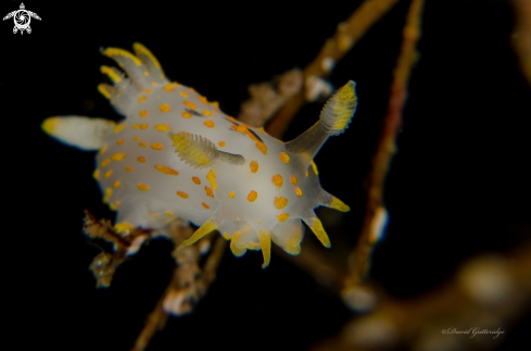 A Polycera quadriliniata