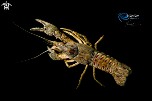 A crayfish