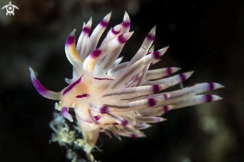 A Flabellina rubrolineata | Flabellina rubrolineata