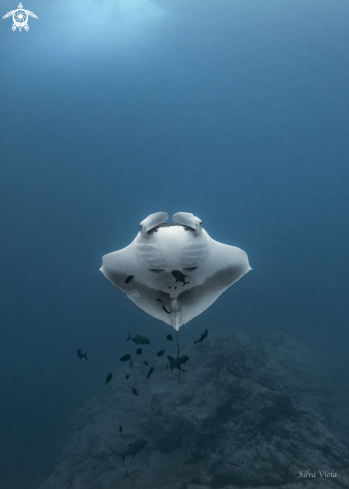 A Mobula Birostris | Giant Oceanic Manta