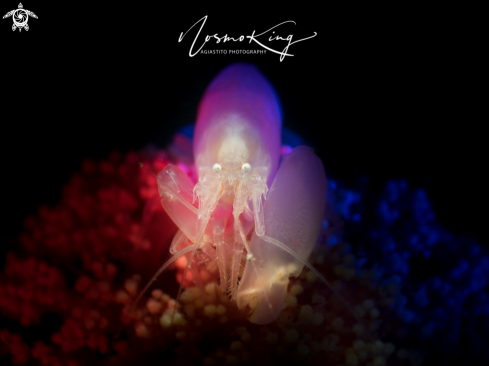 A Synalpheus neomeris | Soft Coral Snapping Shrimp
