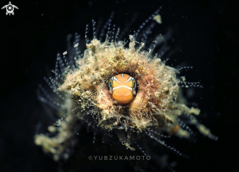 A Blenny Fish