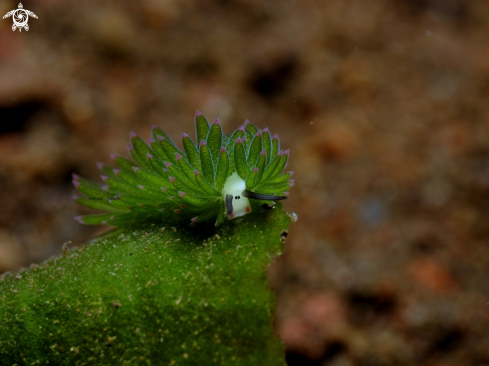 A costasiella sp