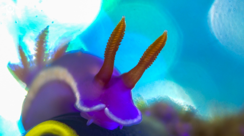 A Chromodoris Nudibranch