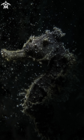 A Hippocampus | Seahorse