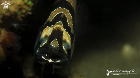 A Banggai Cardinal Fish