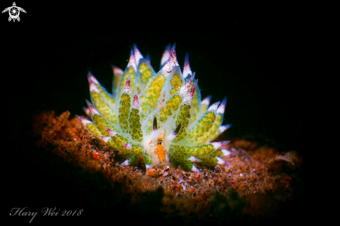 A Nudibranch