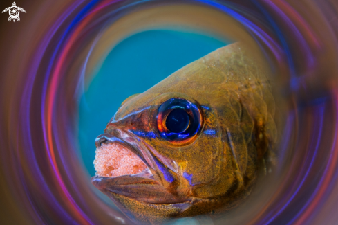 A Cardinalfish (with eggs)