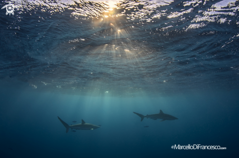 A Silky Shark