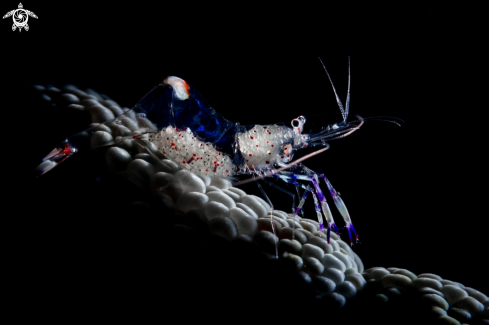 A Yellow-Spotted Anemone Shrimp