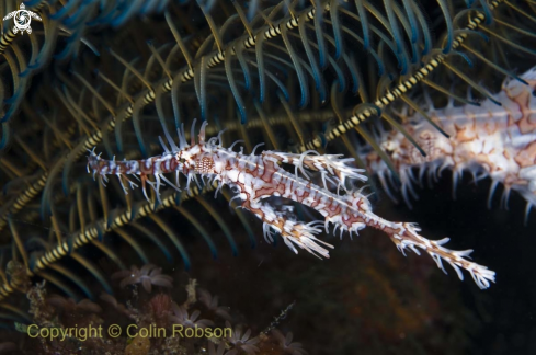 A ghost pipefish