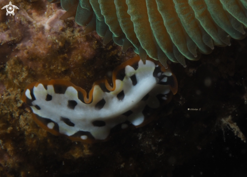 A Zebra flatworm ?