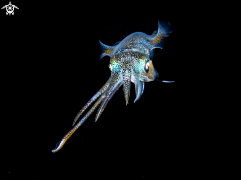 A Sepioteuthis lessoniana | Bigfin reef squid