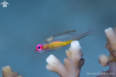 A Pink eyes goby
