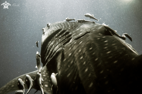 A Rhincodon typus | Whale Shark