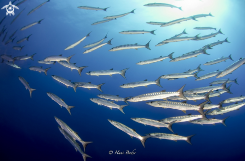 A Barracuda