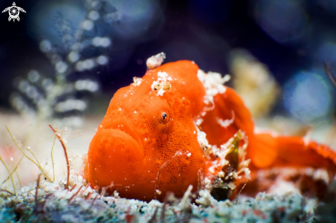 A FROGFISH