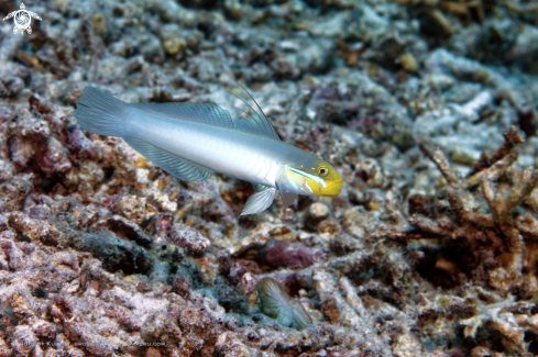 A Golden-head sleeper-goby