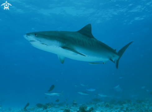 A Tiger Shark