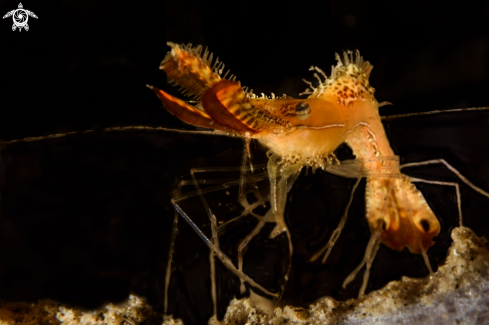 A Leander plumosus | Donald Duck shrimp