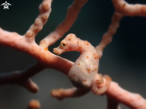 A Pygmy Seahorse