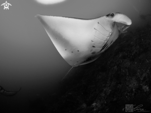 A Giant Oceanic Manta