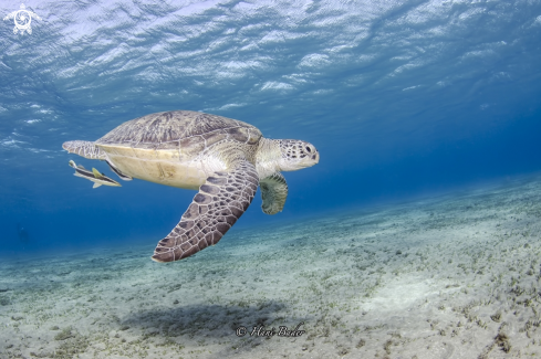 A Green turtle