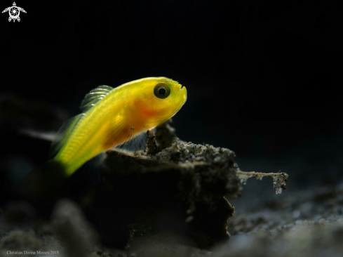 A Lubricogobius Exiguus | Yellow Pygmy Goby