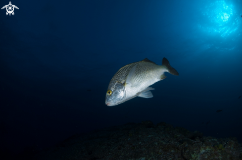 A Anisotremus Surinamensis | Black Margate