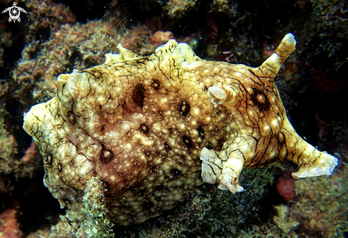 A Sea hare