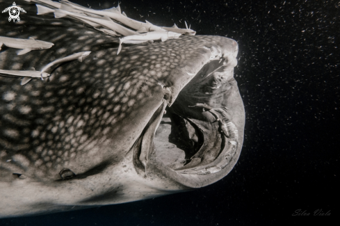 A Rhincodon typus | Whale Shark