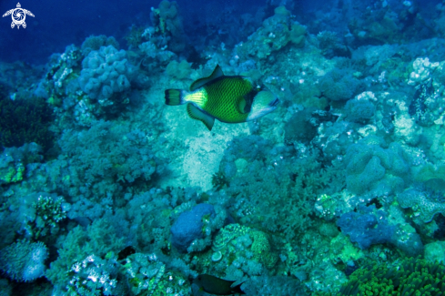 A Balistoides viridescens | TRIGGERFISH