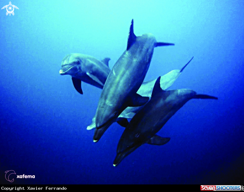 A Dolphins (Tursiops truncatus)