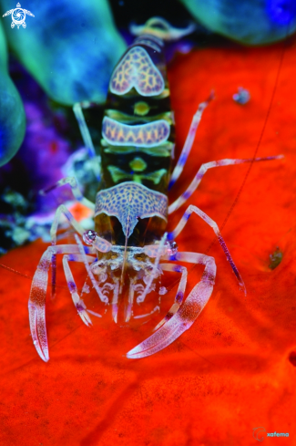 A Anemone shrimp