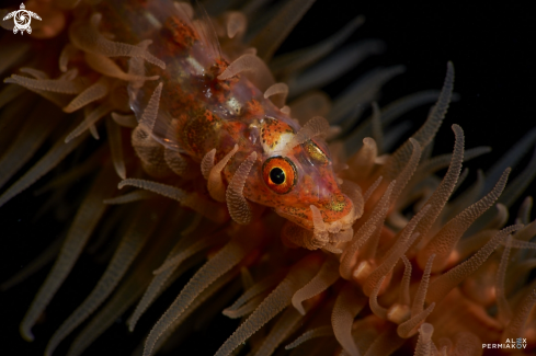 A Goby