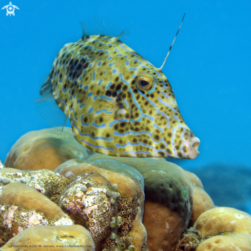 A Scribbled Leatherjacket