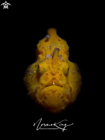 A Antennarius pictus (Shaw, 1794) | Painted Frogfish