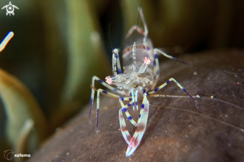 A Anemone little shrimp