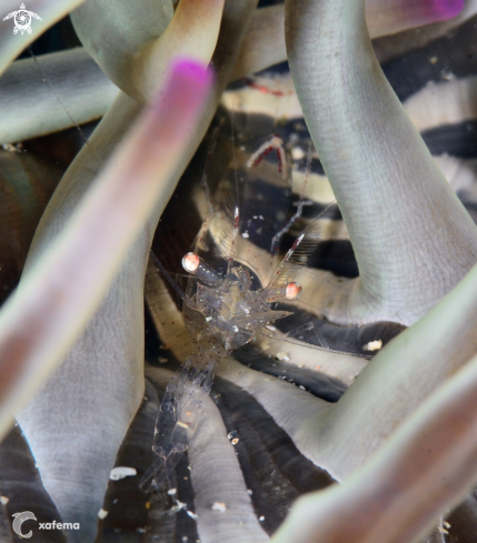 A Sand Anemone shrimp