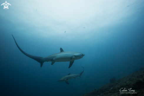 A Thresher shark