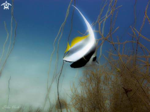 A Heniochus acuminatus | Pennant coralfish