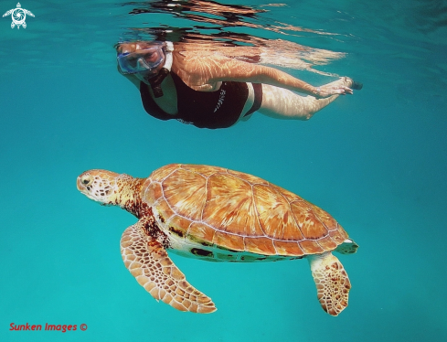 A Green Turtle