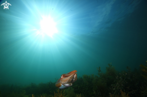 A Cuttlefish