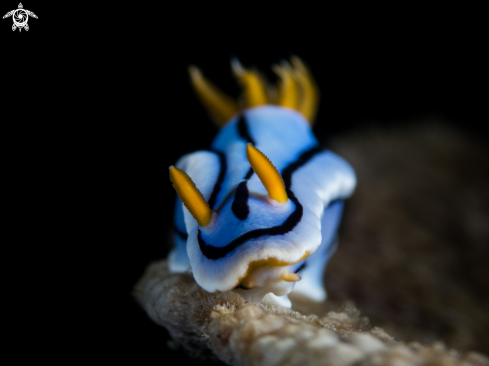 A Nudibranch