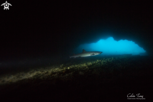 A Reef Shark