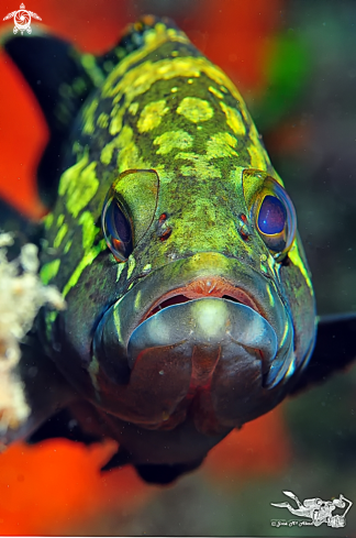 A Ephinephelus marginatus | 