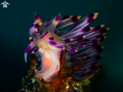 A Nudibranch